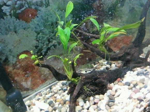 鱼缸水上面很多泡沫是什么原因,鱼缸里下了土霉素好多泡沫怎么办