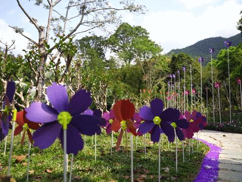 深圳史上最大最美的花展来啦,走进深圳仙湖植物园的国际花展