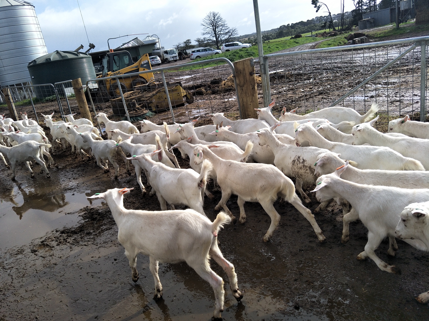 澳洲“飞来”930多只种羊空降银川