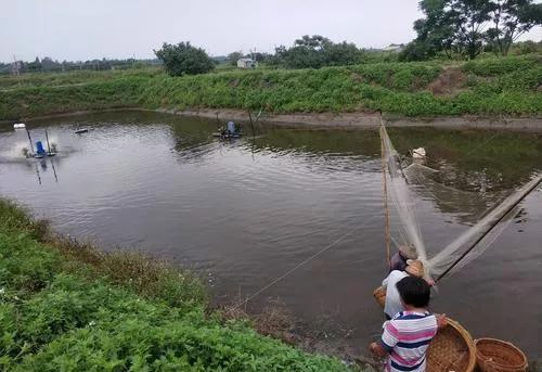 对虾养殖放苗前准备工作,对虾放苗时如何抗应激