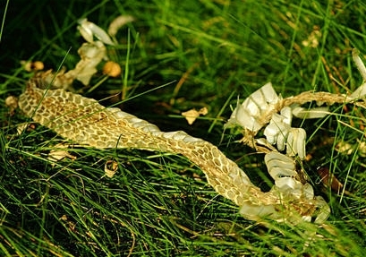 中药蛇蜕能治什么病,中药材蛇蜕