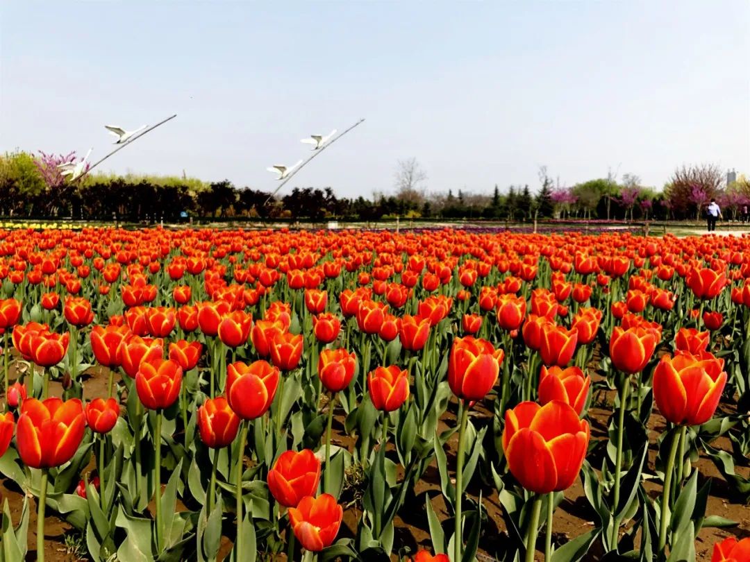 郁金香花海太美了,咸阳湖畔郁金香花海
