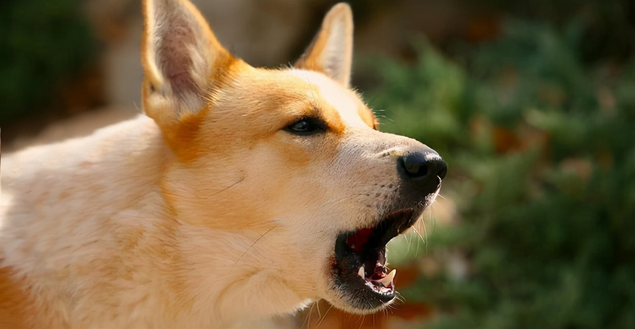 半夜狗突然对着空气大叫,狗突然对着一个地方吠叫