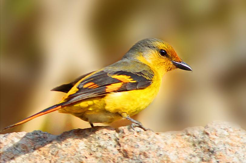 东江揽胜,惠州淡水常见鸟类图谱