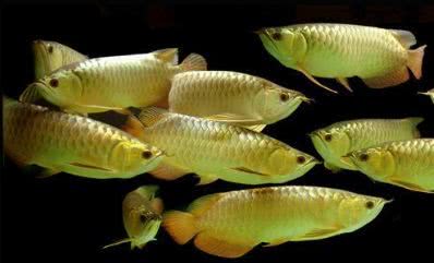 龙鱼市场价格多少钱一条,龙鱼卖了能值多少钱