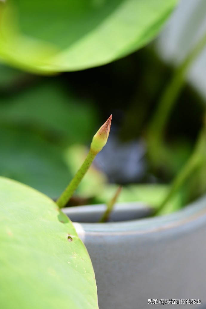 我的碗莲种子,碗莲的种植方法新手必看