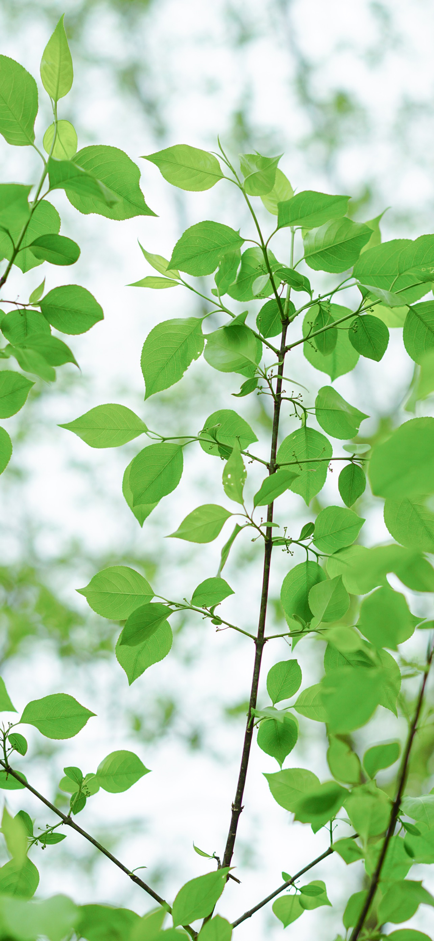 高清风景壁纸｜你静候着秋天的温柔，留我在风景之外
