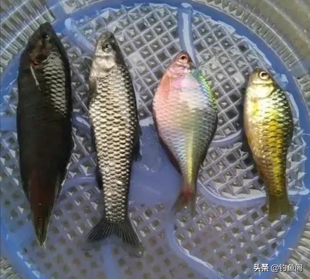 野钓两米麦穗鱼闹窝怎么办,野钓遇见麦穗鱼怎么办