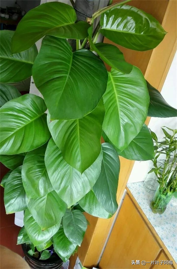 绿萝的叶子越养越小是什么原因,绿萝叶子越养越少