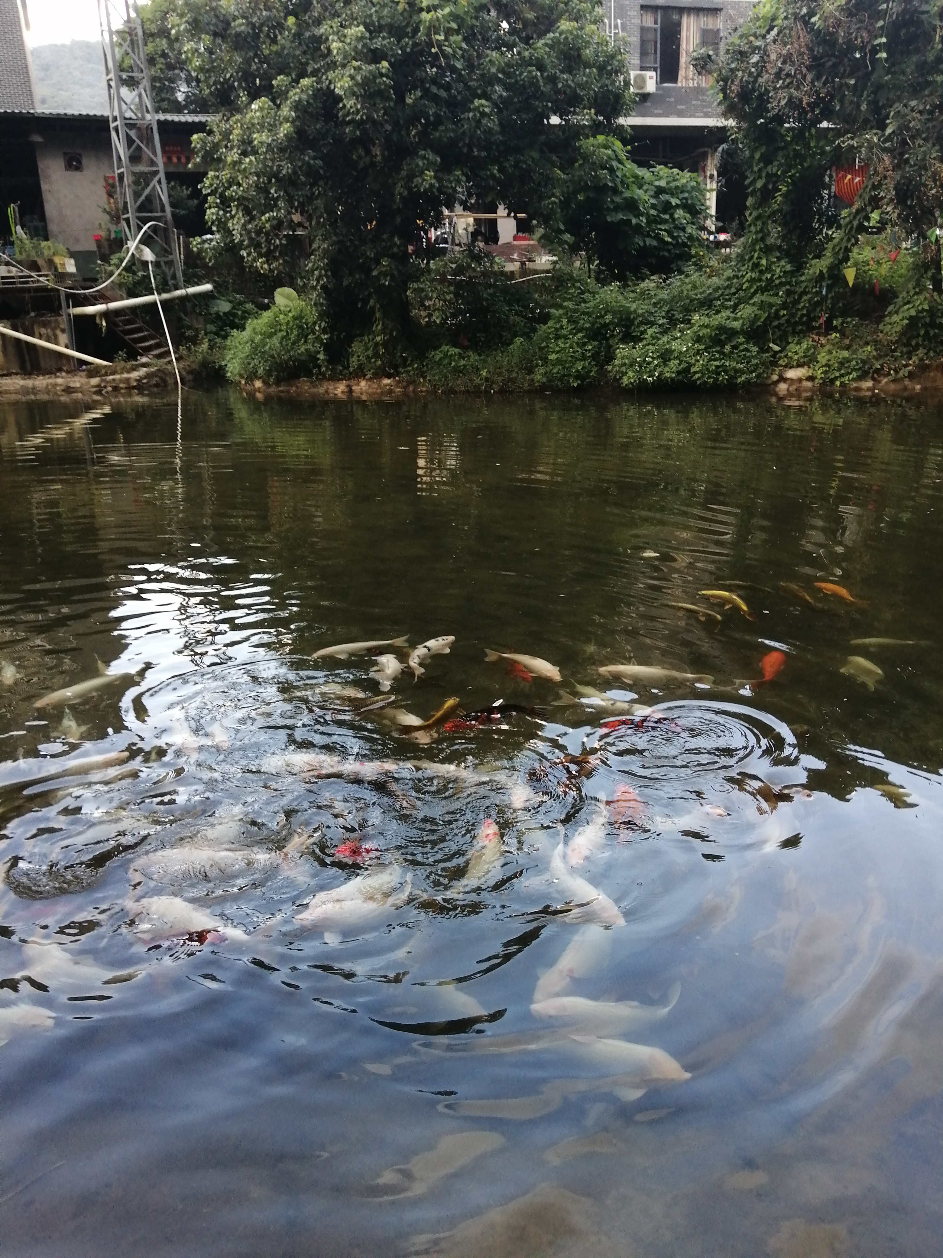 周边旅游景点推荐自驾游罗浮山,罗浮山风景区一日游攻略