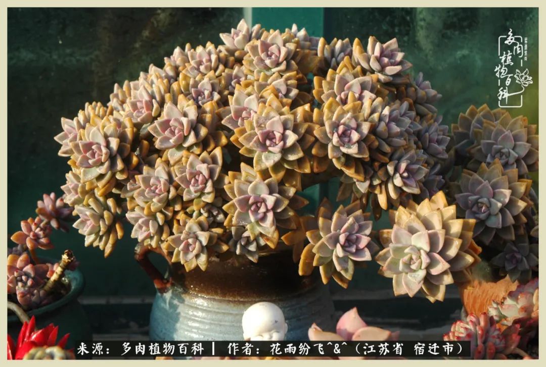 我家老臧：从反对到爱屋及乌的多肉守护人