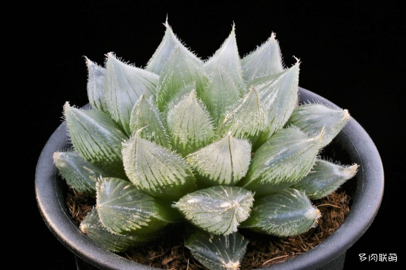 多肉玉露寿的品种图鉴,多肉植物欣赏