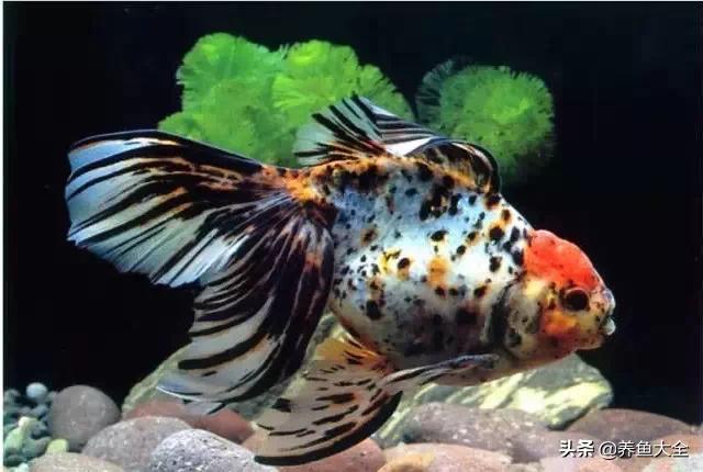 罕见最漂亮的金鱼图片,漂亮的金鱼图片大全