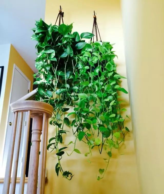 绿萝养护方法大全和注意事项,绿萝养护小技巧和方法图解