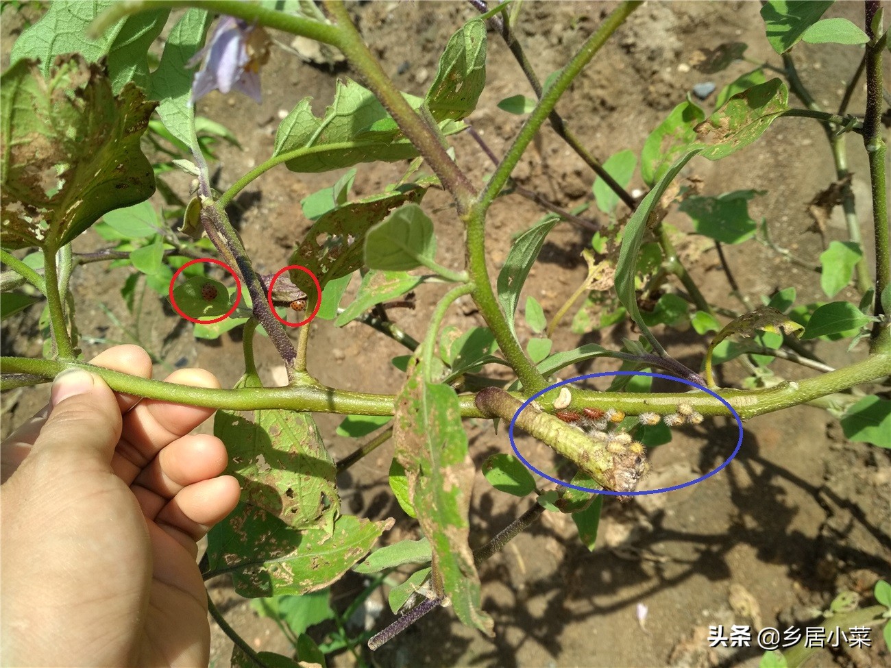 茄子生根壮苗用什么药,茄子开花期需要注意哪些病虫害