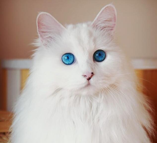 最适合猫猫吃的猫粮,安吉拉猫吃什么猫粮好