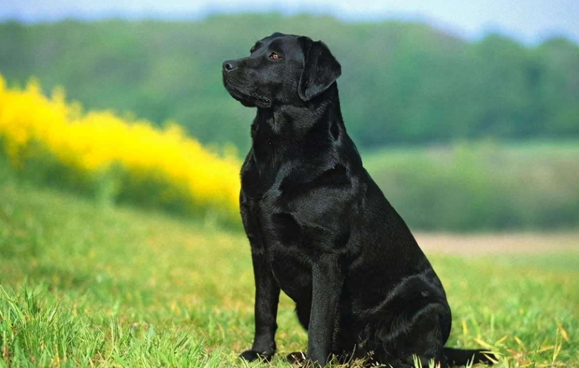 拉布拉多犬和金毛犬养哪个比较好,拉布拉多和金毛犬到底该养哪个