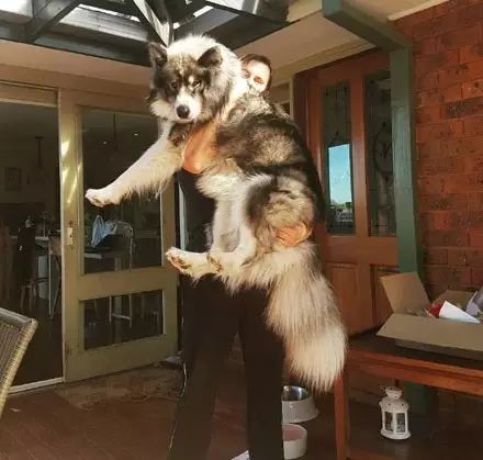 一只金毛两只阿拉斯加三只萨摩耶,雪橇三傻阿拉斯加哈士奇萨摩耶