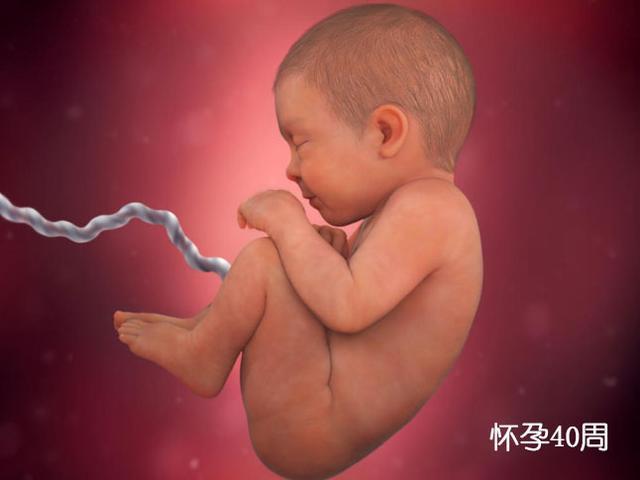 胚胎发育图1-40周孕妇,胎儿在子宫发育全过程