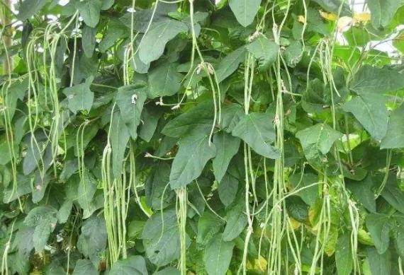 家里吃不完的豆角晒干,家里种的豆角吃不完怎么办