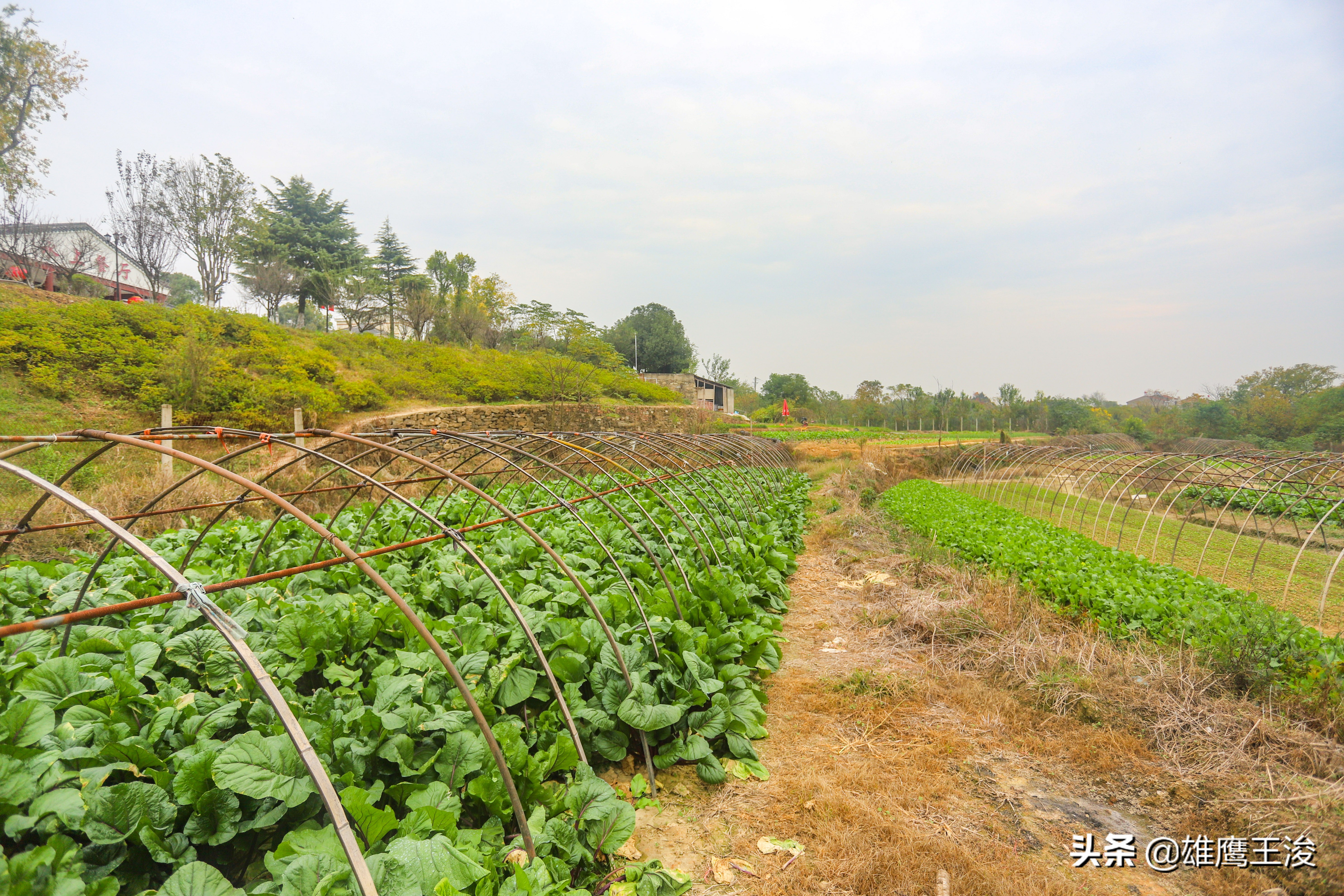 武汉江夏休闲度假农庄推荐,武汉黄陂农庄休闲旅游景点