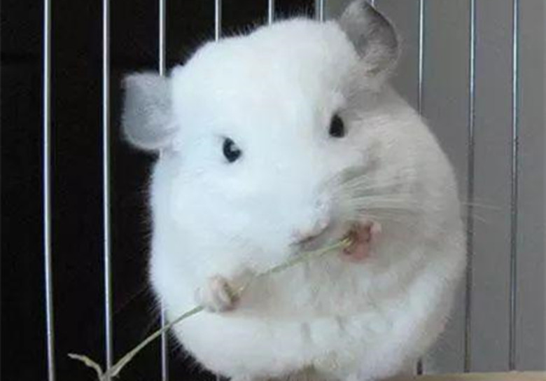 龙猫怎么养新手教程,龙猫饲养方法如何饲养龙猫