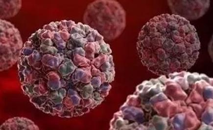 小浣熊爪子有狂犬病毒吗,浣熊呆萌