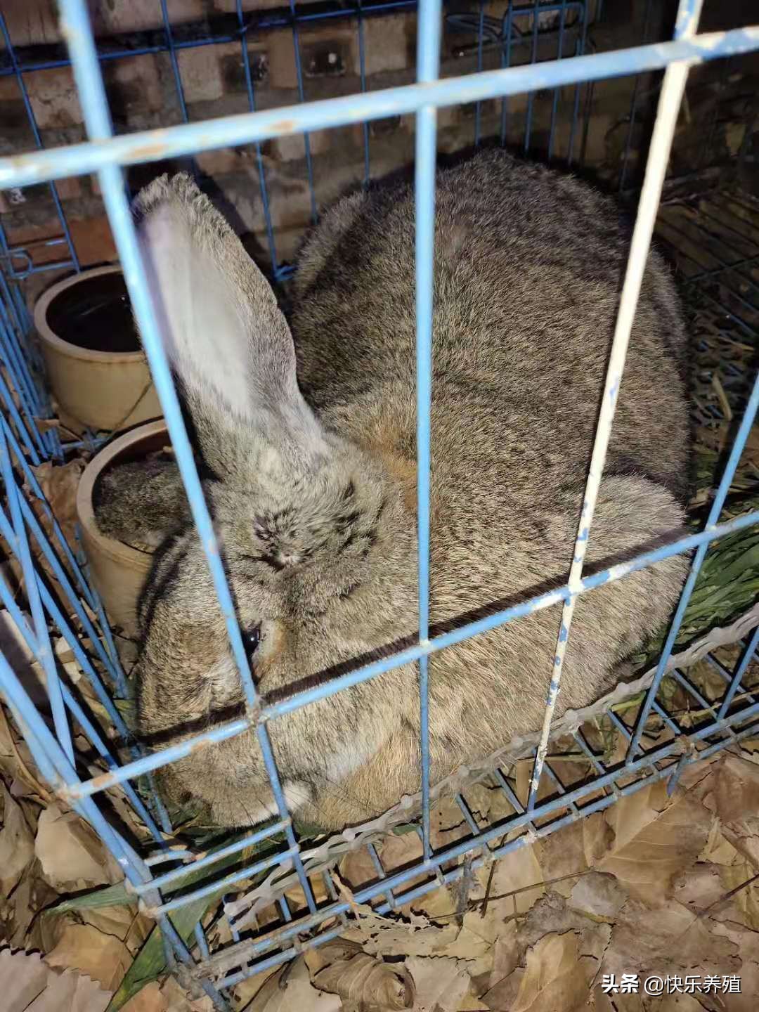 兔子歪头症自己在家如何治疗,兔子歪头的原因及治疗方法