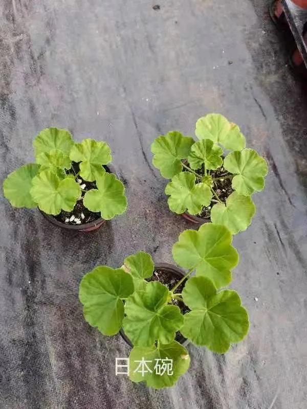 垂吊天竺葵哪些品种容易爆花,天竺葵羊宝和糖果双色哪个更爆花