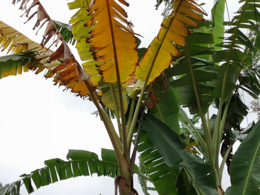 香蕉的主要病虫害有哪些,香蕉得了黄叶病后还可以种粉蕉吗