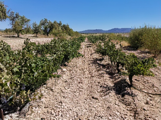 这个分类能代表西班牙葡萄酒的最高品质吗?一篇文章带你搞懂