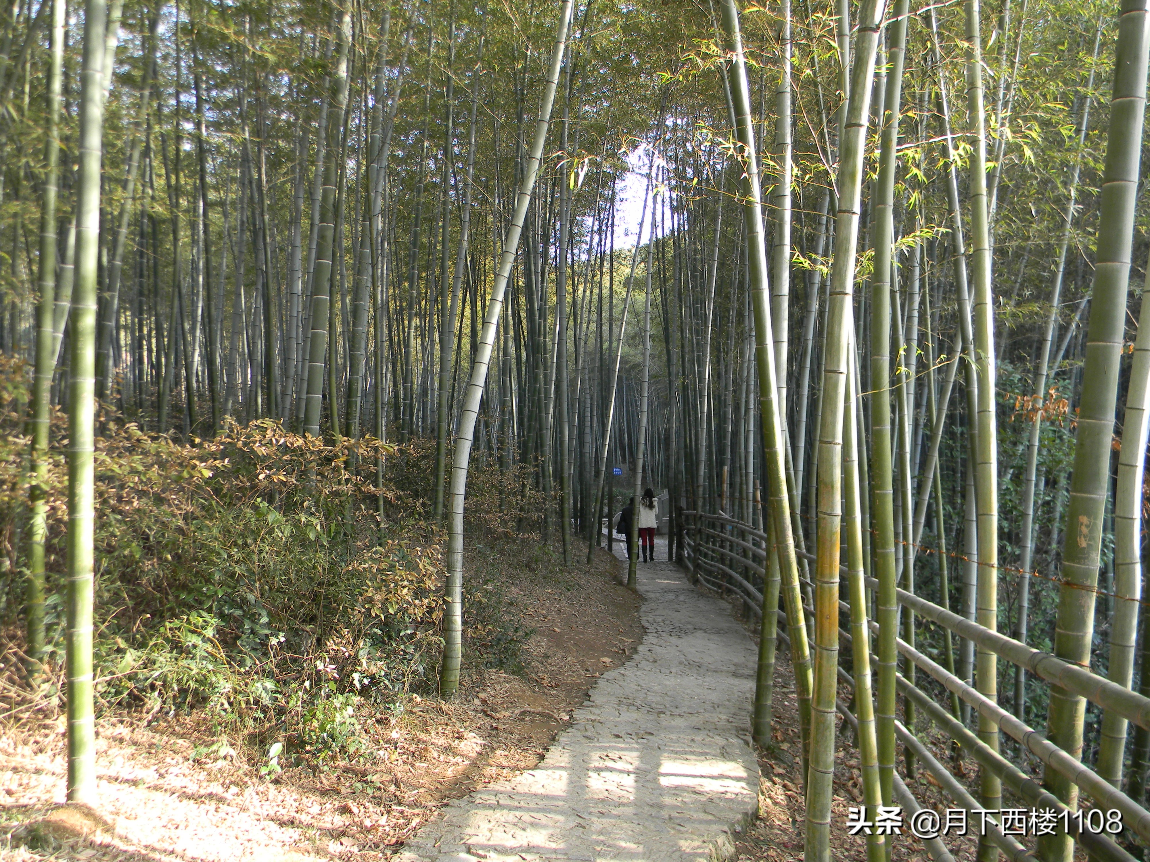 江苏南山竹海天然氧吧,南京石塘竹海风景区开放了吗