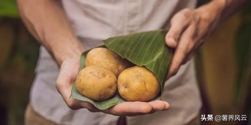 影响马铃薯生长的环境因素是什么,马铃薯的种植对欧洲的影响
