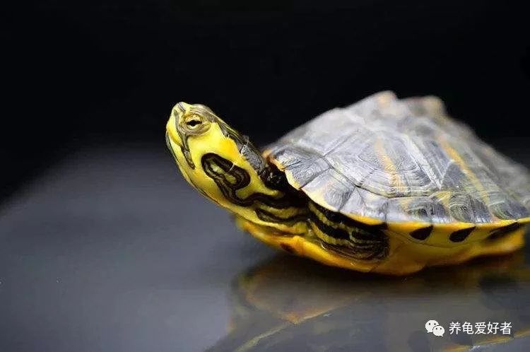 养乌龟需要注意哪些事情和细节,乌龟饲养技巧及注意事项