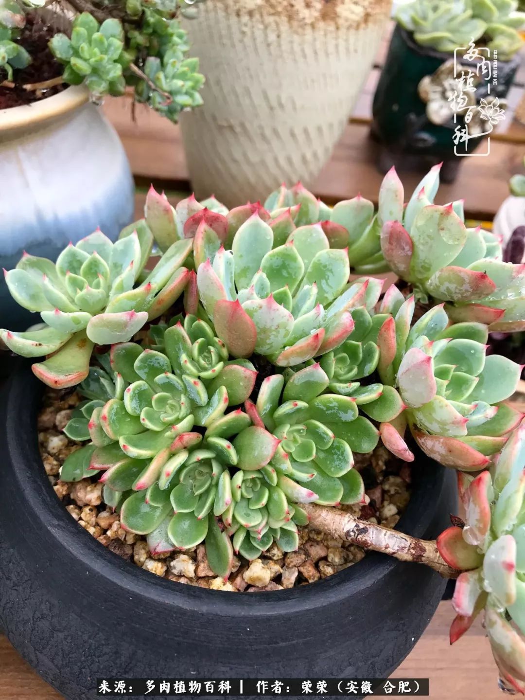 入秋后多肉是露养好还是室内养好,入夏后露养的多肉要搬进室内吗