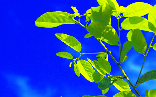 景物描写优秀作文5篇,写作景物描写的方法