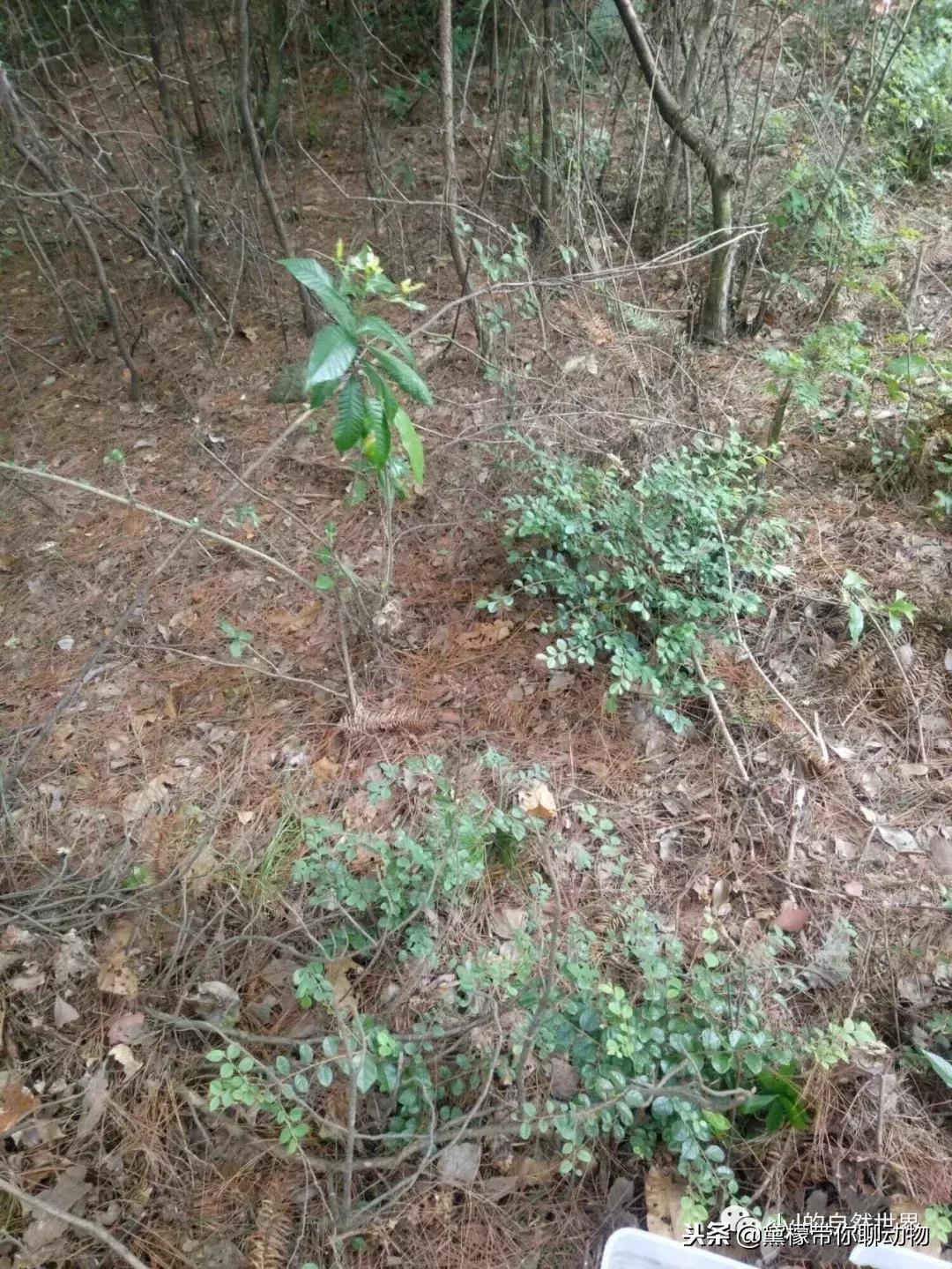 丛林造景黄缘龟池设计图大全,龟宝宝黄缘龟生态缸造景教程