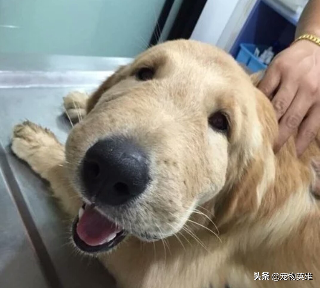 狗子被蜜蜂蛰成大肿脸原视频,狗子眼睛被蜜蜂蛰白了