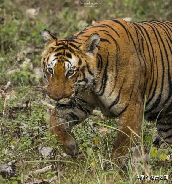 虎王拉贾孩子,虎王拉贾儿子怎么死的