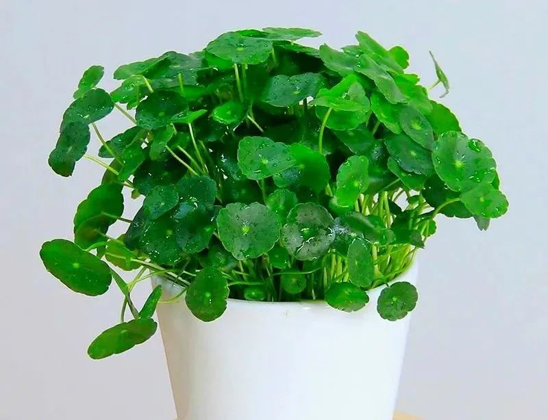 铜钱草水培绿植叶子黄用什么肥,铜钱草叶片如何养得又大又绿