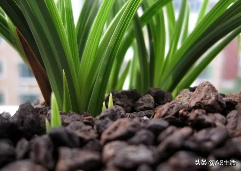 每日一品兰花价格,每日一品茶叶