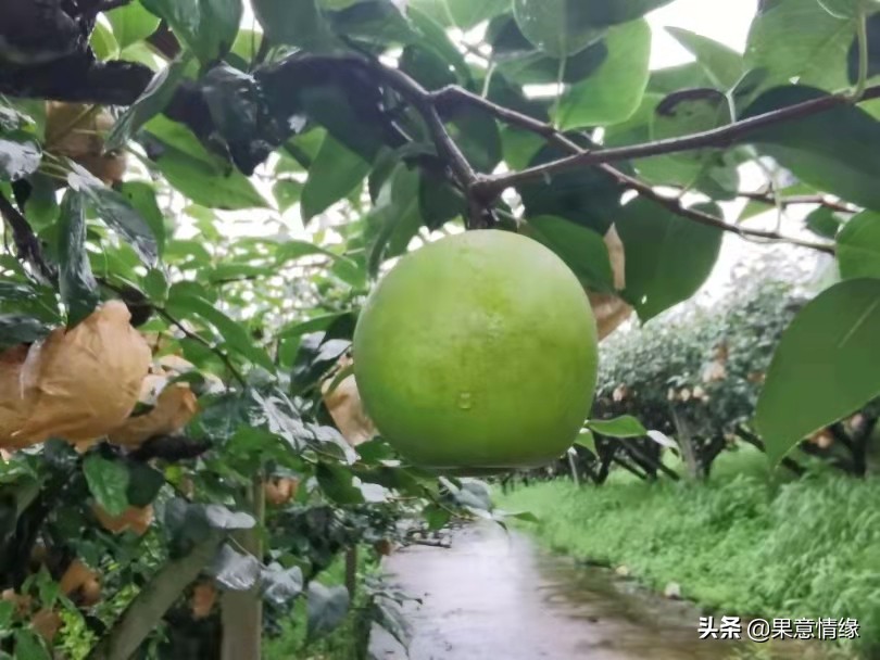 水果食用基础知识,水果数据库基础知识
