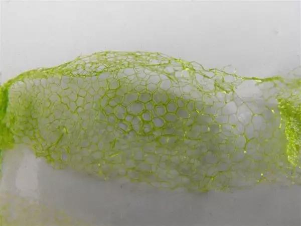 水产养殖藻类老化是怎样的,水产养殖显微镜下各种藻类