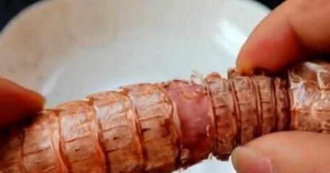 皮皮虾壳上有拉链,皮皮虾的拉链在哪