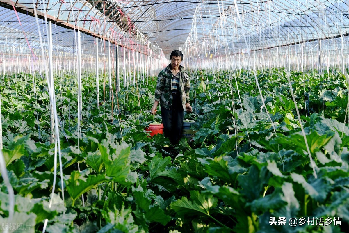 防治蚜虫有哪些特效方法？看我自己配制的，防虫防病又增产
