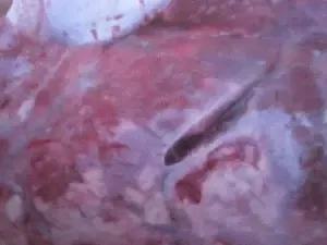 猪瘟和弓形体病的区别在哪里,各种猪病解剖诊断图非瘟