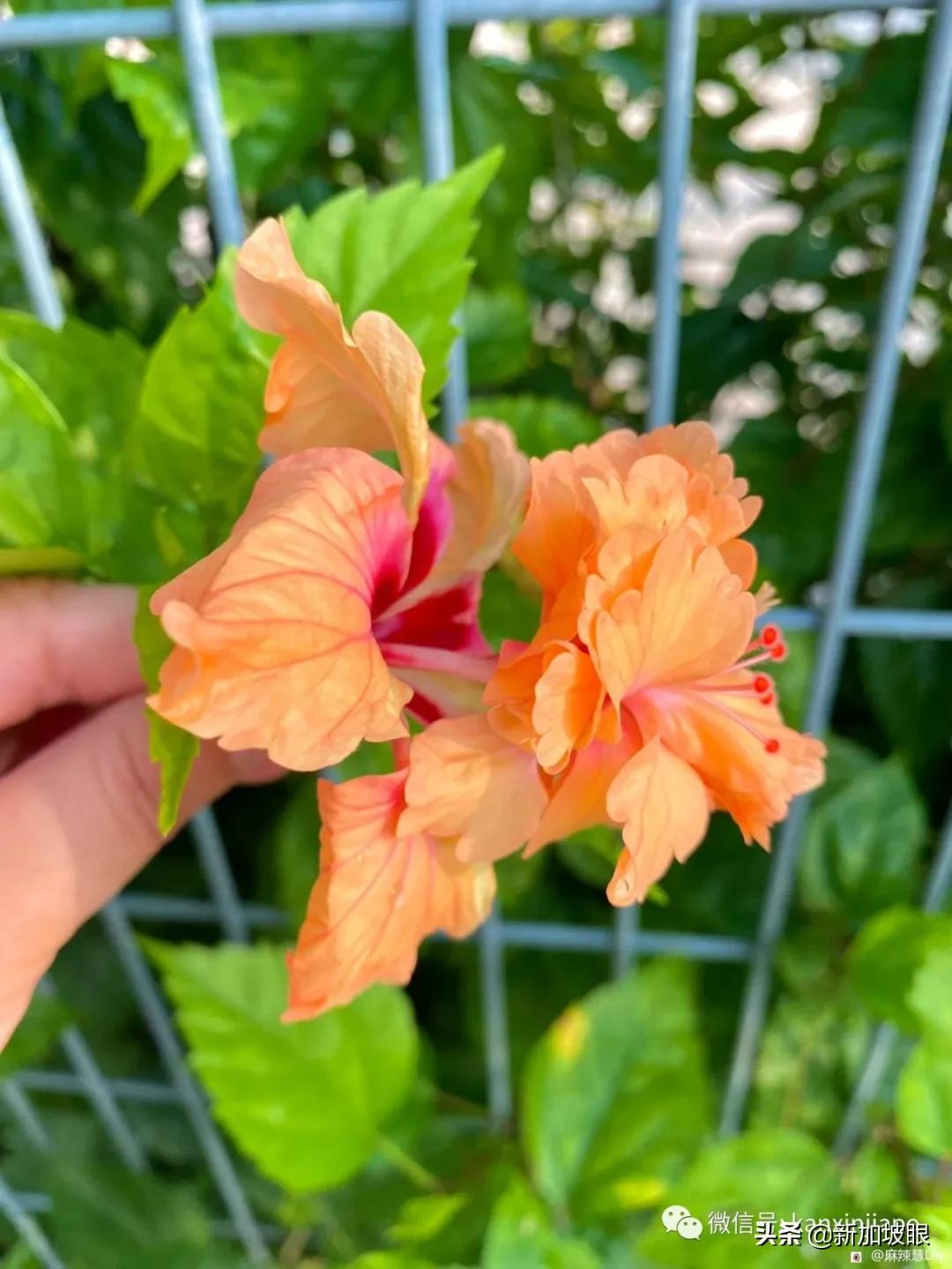 大红花和扶桑木槿有什么区别,木槿花和扶桑花哪个品种好