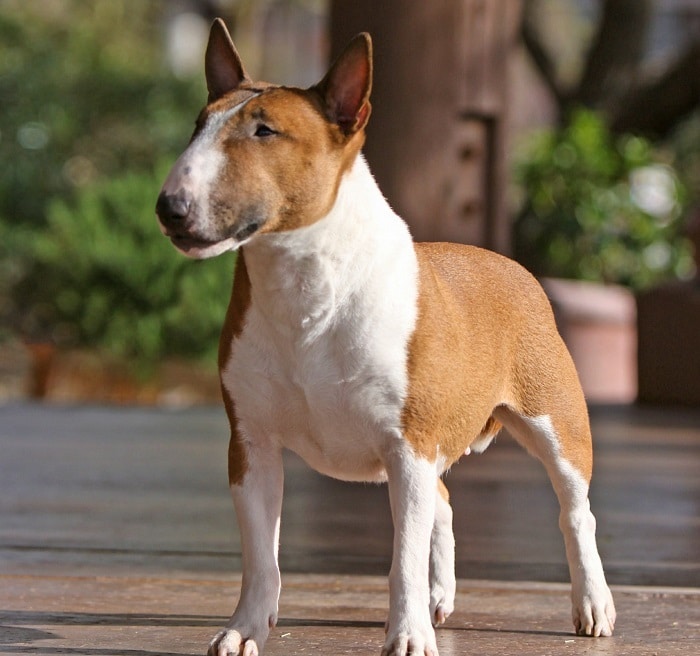 世界上最昂贵的10只狗,世界上最昂贵的狗品种