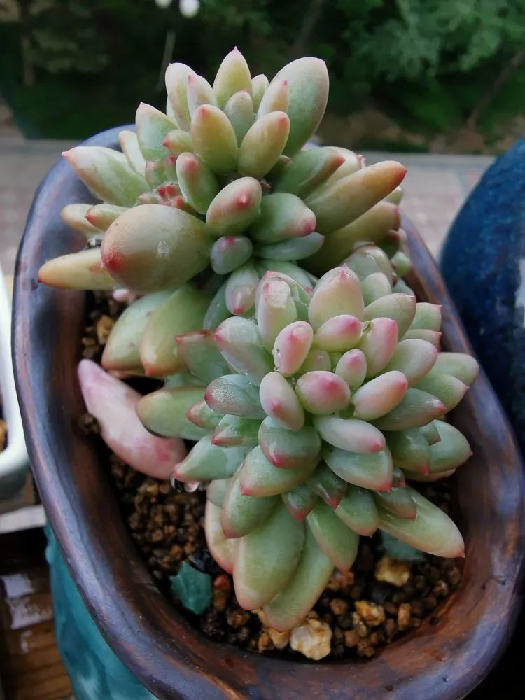 养多肉的人生感悟,人生如同养花