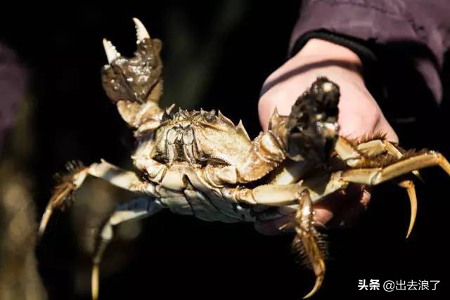 吃蟹子注意事项,吃蟹的时候当心点扎嘴